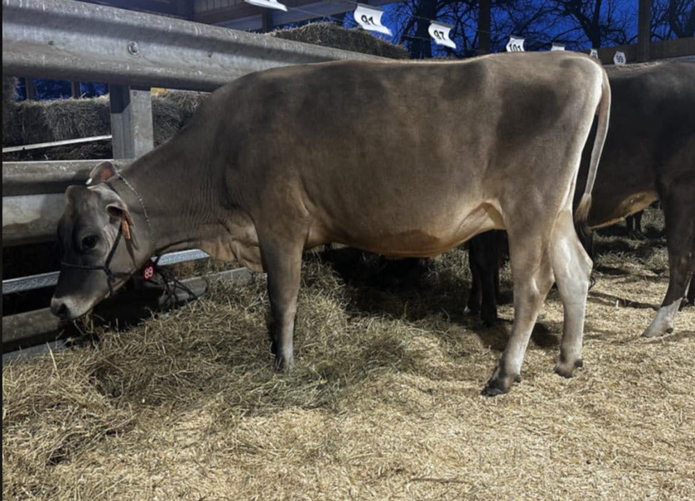 Raw Milk - Jersey Cow Herd Share = 1 gallon