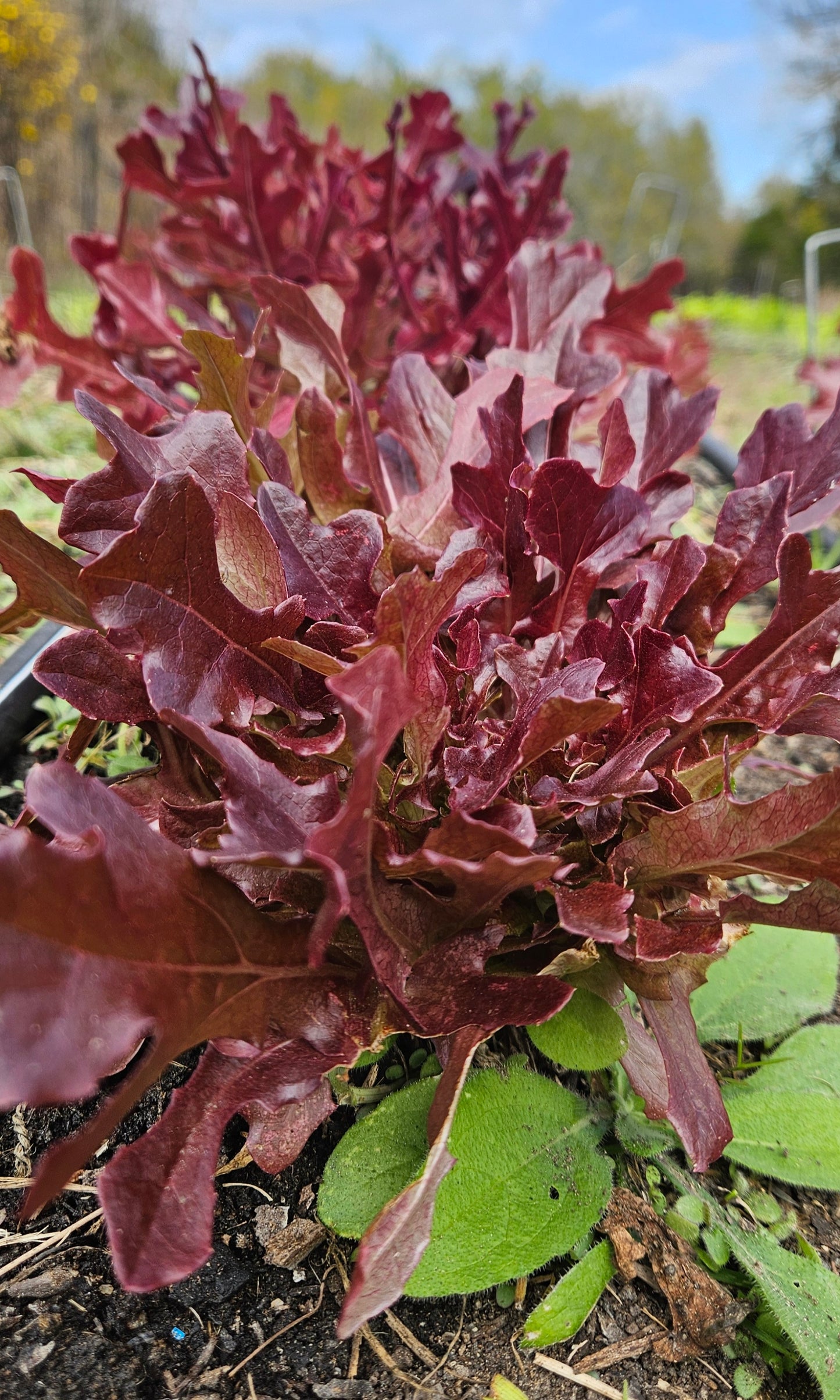 Lettuce Salad Mix