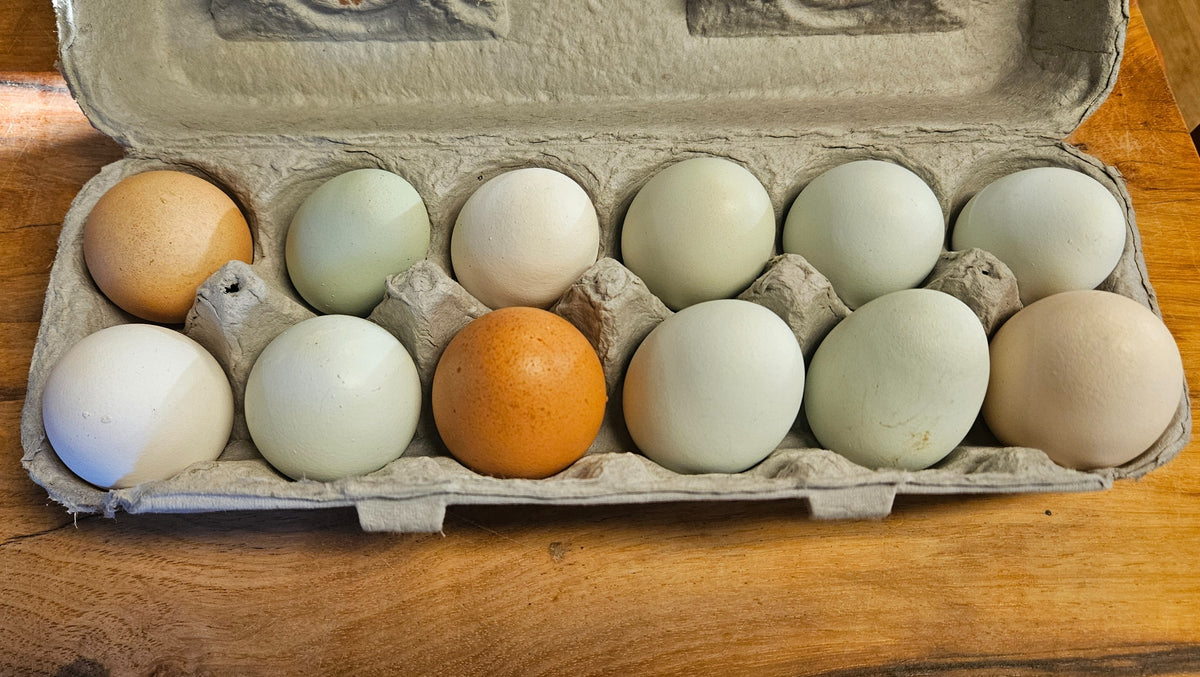 Amazing Grace - Pasture Raised Eggs